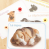 Budget temps du chien