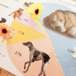 Budget temps du chien