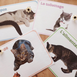 Budget temps du chat
