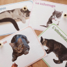 Budget temps du chat
