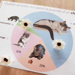 Budget temps du chat