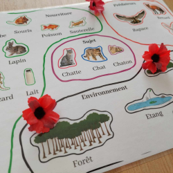 L'environnement du chat