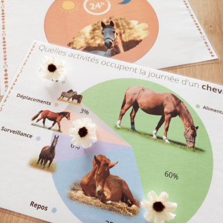 Budget temps cheval