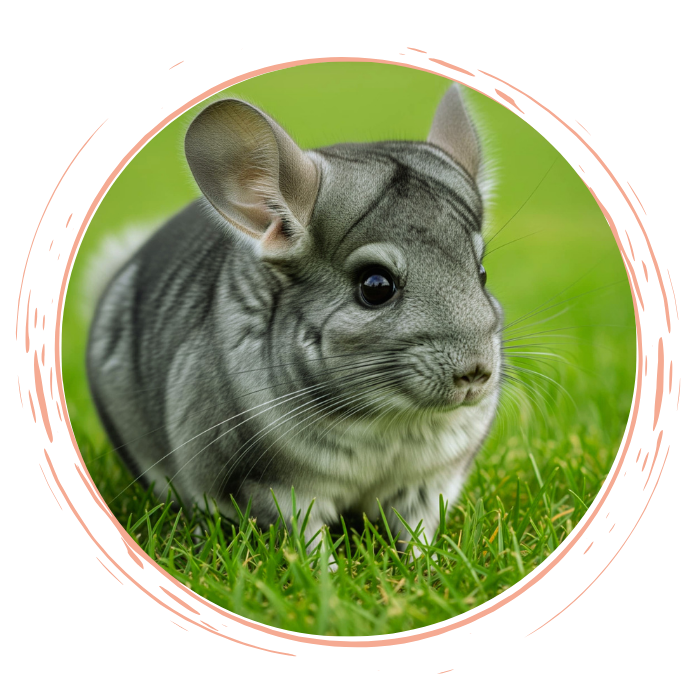 Chinchilla