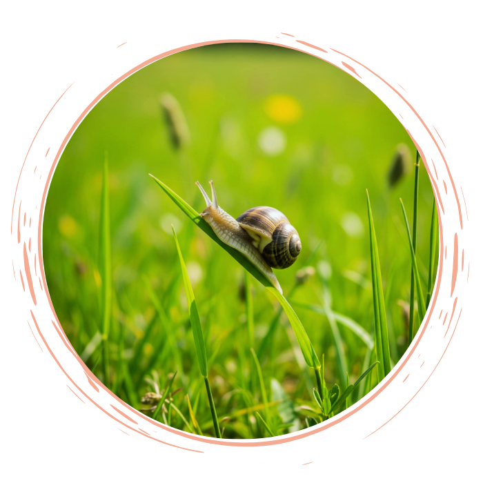 Escargot