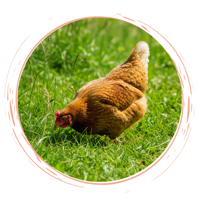 Poule